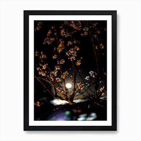 Cherry Blossoms Art Print