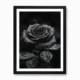 Black And White Rose 2 Art Print