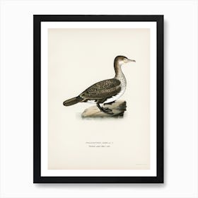 Great Cormorant, The Von Wright Brothers Art Print