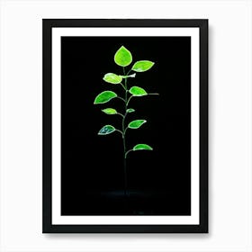 Green Leaf On Black Background Art Print