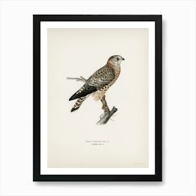 Merlin Female (Falco Aesalon), The Von Wright Brothers Art Print