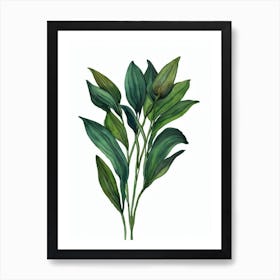 Easter Lily Care (Lilium Longiflorum) Watercolor Art Print