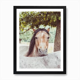 Two Horses In A Field Art Print