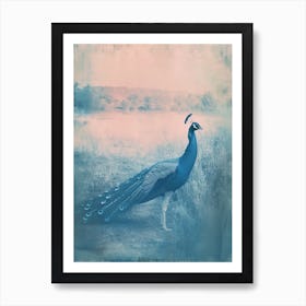 Turquoise Cyanotype Inspired Peacock In The Grass 3 Art Print