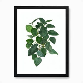 Baby Rubber Plant (Peperomia Obtusifolia) Watercolor Art Print