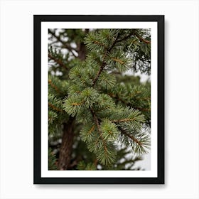 Pine Tree With Needles 1 Art Print