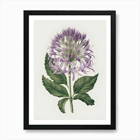 Chrysanthemum 2 Art Print