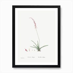 Aloe Obliqua, Pierre Joseph Redoute Art Print