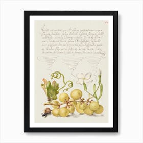 Wine Grape, Gillyflower, And Land Snail From Mira Calligraphiae Monumenta, Joris Hoefnagel Art Print
