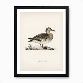 Teal (Anas Crecca), The Von Wright Brothers Art Print