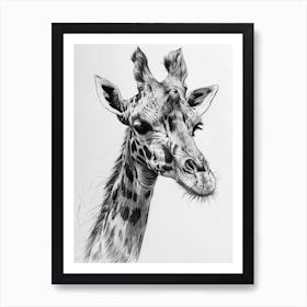 Giraffe Grey Pencil Drawing 3 Art Print