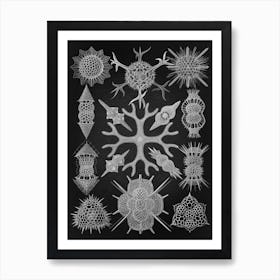 Vintage Haeckel 16 Tafel 91 Schaumstrahlinge Art Print