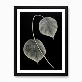 Two Leaves Art Print