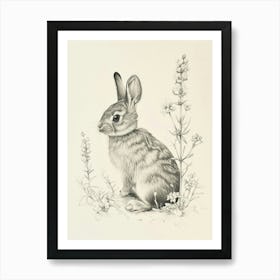 Britannia Petite Rabbit Drawing 1 Art Print