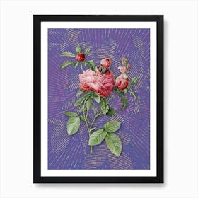 Vintage Cabbage Rose Botanical Illustration on Veri Peri n.0151 Art Print