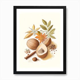 Nutmeg Spices And Herbs Pencil Illustration 1 Art Print