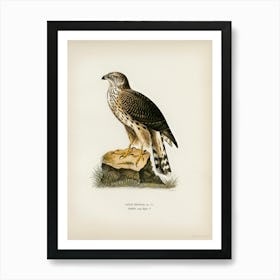 Goshawk (Accipiter Gentilis), The Von Wright Brothers Art Print