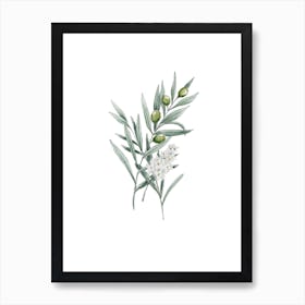 Olive Branch In Watercolor Poster