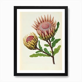 Proteas Vintage Botanical Flower Art Print