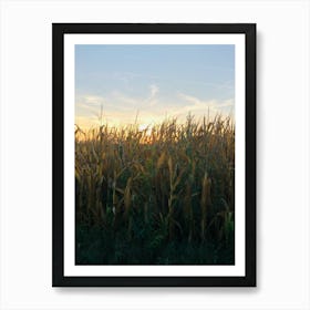 Sunset In Corn Field Art Print