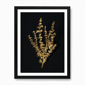 Vintage Cat Thyme Plant Botanical in Gold on Black n.0371 Art Print