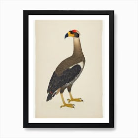 Crested Caracara Illustration Bird Art Print