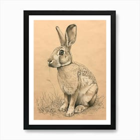 English Spot Rabbit Drawing 2 Art Print