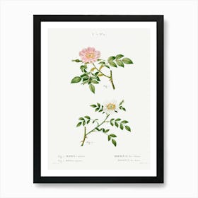 Dog Rose And Wild Rose, Pierre Joseph Redoute Art Print