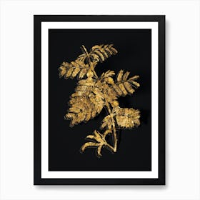 Vintage Sweet Acacia Botanical in Gold on Black n.0262 Art Print