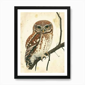 Northern Pygmy Owl Vintage Illustration 4 Art Print