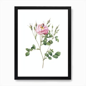 Vintage Anemone Sweetbriar Rose Botanical Illustration on Pure White n.0394 Art Print