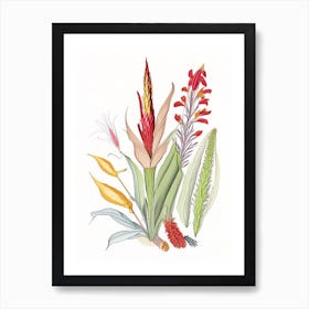 Helonias Root Spices And Herbs Pencil Illustration 2 Art Print
