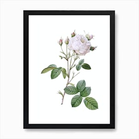 Vintage White Provence Rose Botanical Illustration on Pure White n.0646 Art Print