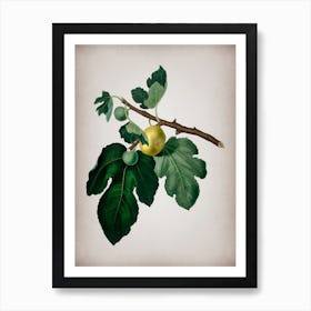 Vintage Fig Botanical on Parchment n.0786 Art Print