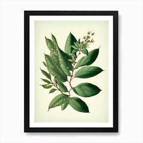 Wax Myrtle Leaf Vintage Botanical 2 Art Print