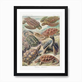 Turtles, Ernst Haeckel Art Print