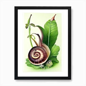 Nerite Snail  Botanical Art Print