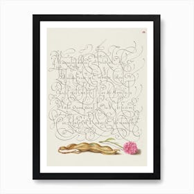 Kidney Bean And English Daisy From Mira Calligraphiae Monumenta, Joris Hoefnagel Art Print