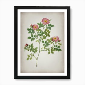 Vintage Rose Corymb Botanical on Parchment n.0704 Art Print
