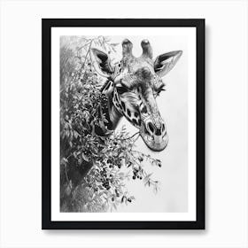 Giraffe Eating Berries Pencil Drawing 1 Art Print