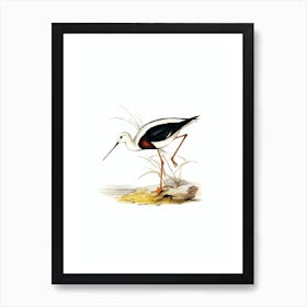 Vintage Banded Stilt Bird Illustration on Pure White n.0309 Art Print