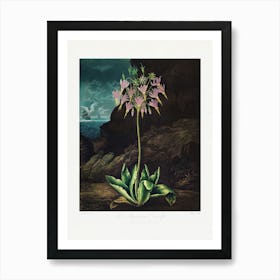 Vintage Botanical Temple Of Flora _2476829 Art Print