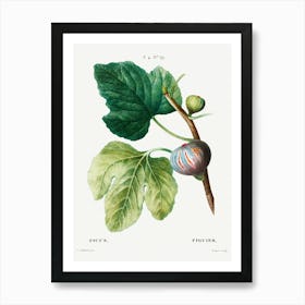 Figs (Ficus), Pierre Joseph Redoute Art Print