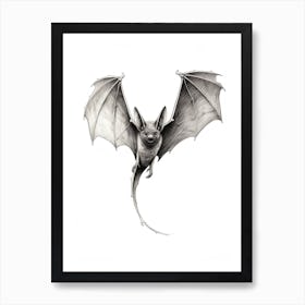 Common Pipistrelle Bat Illustration 3 Art Print