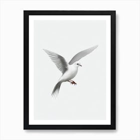 Dove B&W Pencil Drawing 3 Bird Art Print