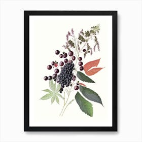 Elderberry Spices And Herbs Pencil Illustration 1 Art Print