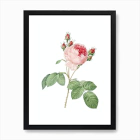 Vintage Pink Cabbage Rose Botanical Illustration on Pure White n.0061 Art Print