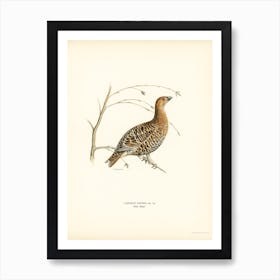 Black Grouse (Lyrurus Tetrix), The Von Wright Brothers Art Print