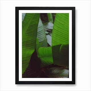 Abstract Banana Leaf Plants Art Print