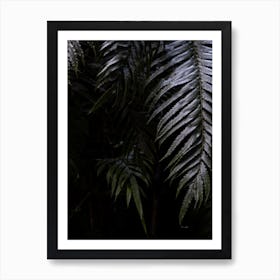 Fern leaves in New Zealand jungle Art Print